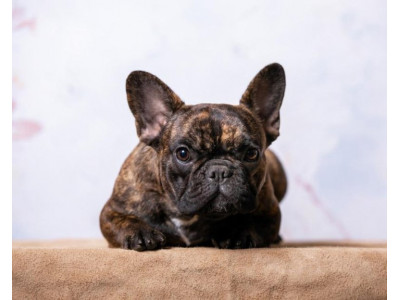 Unveiling the Charms of the Brindle French Bulldog: A Guide to Their Unique Personality and Appearance